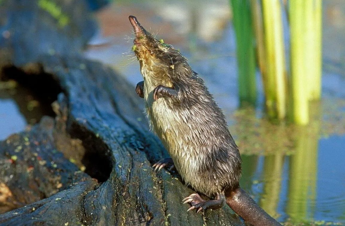 Русская выхухоль Desmana moschata