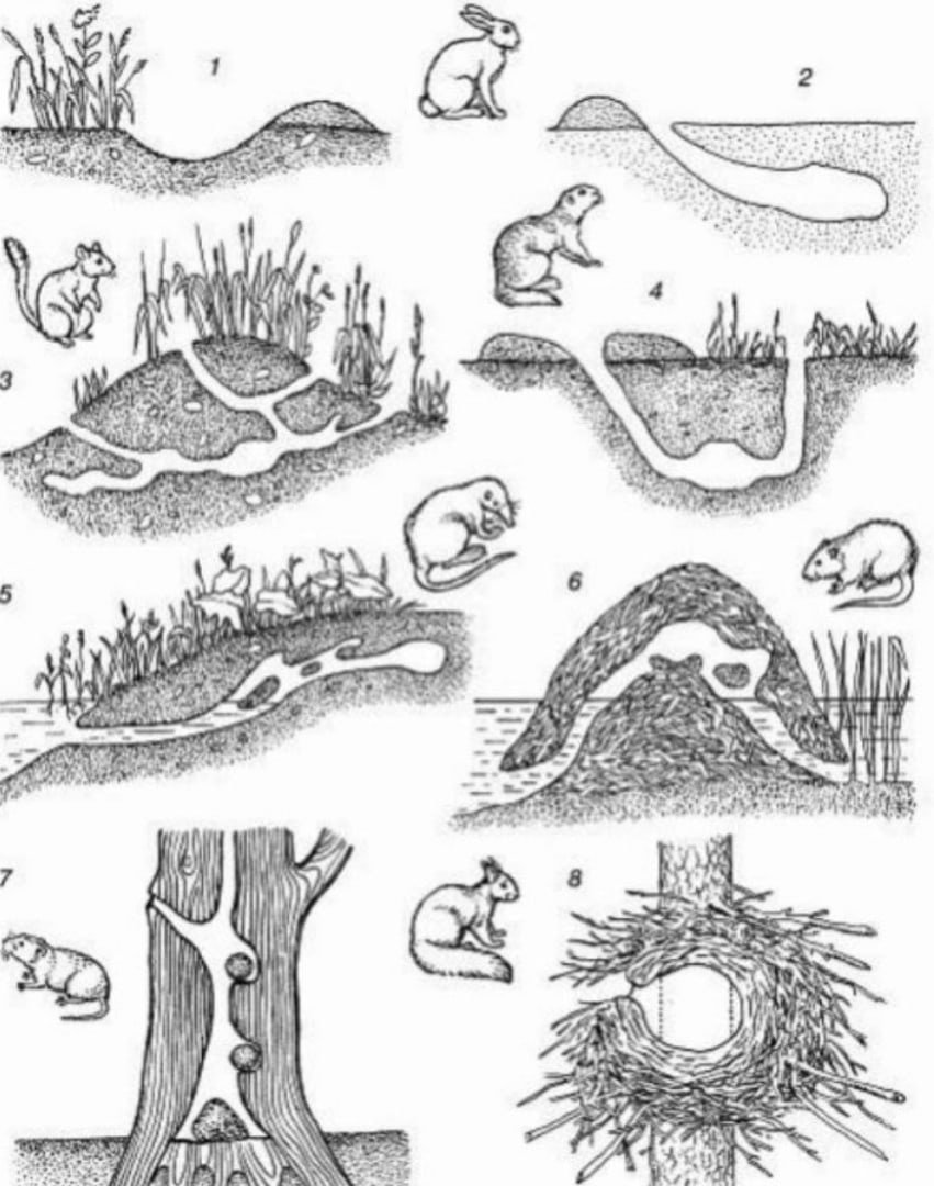 Дупло белки беличье дупло внутри