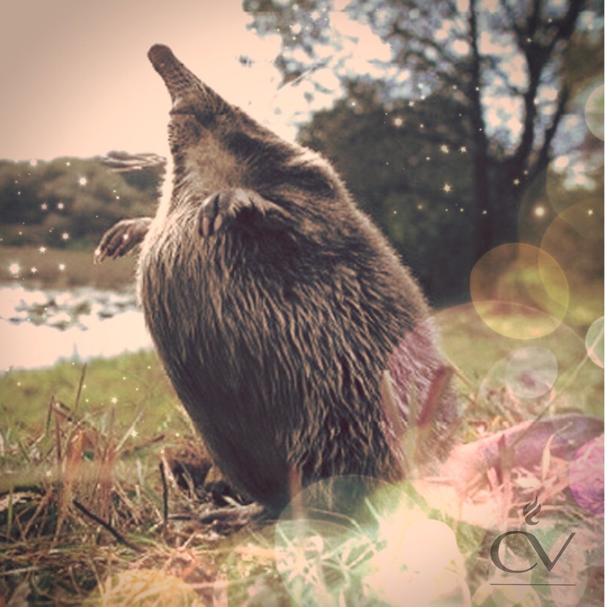 Выхухоль мускус