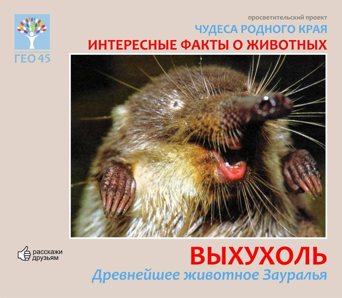 Выхухоль Болотная