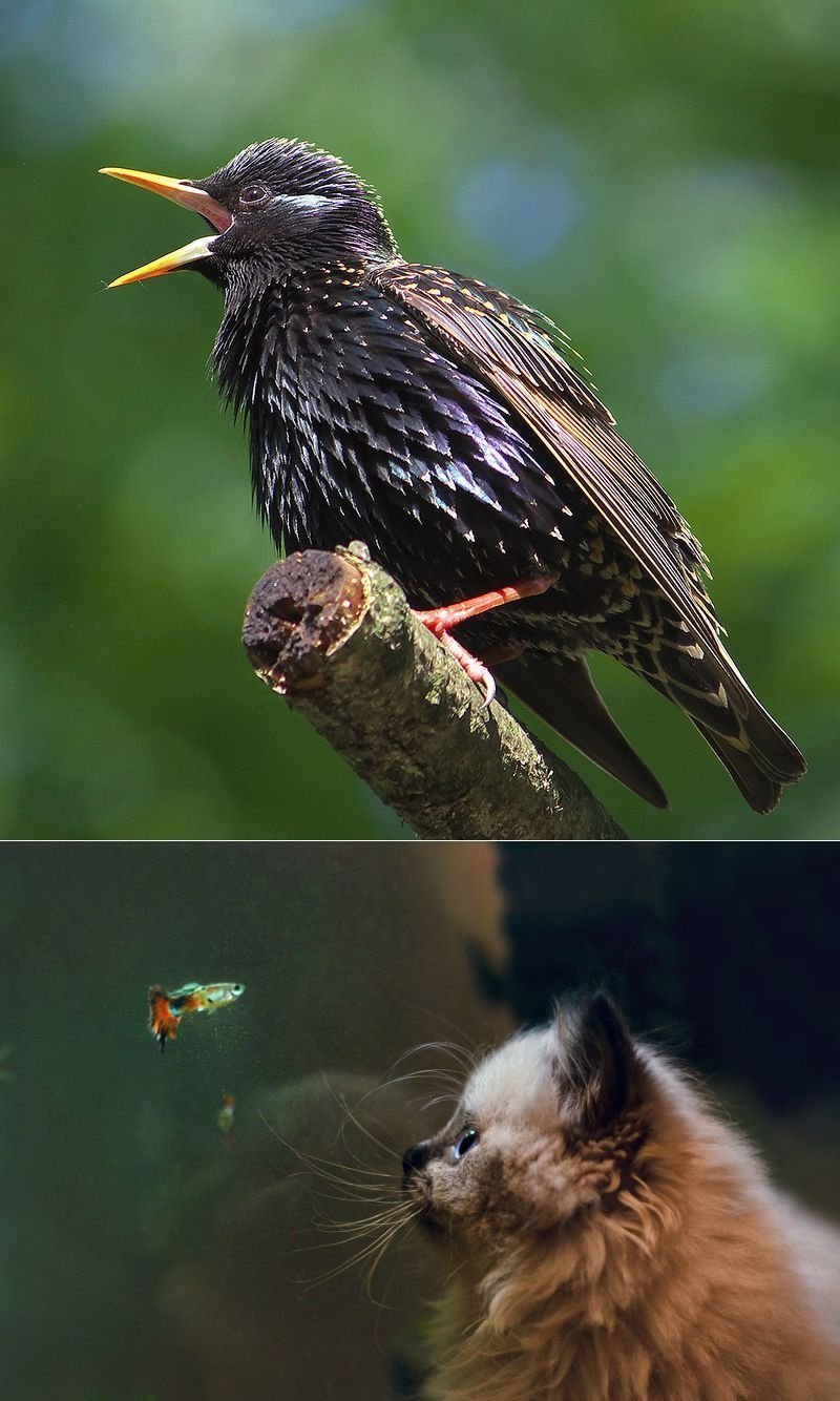 Русская выхухоль Desmana moschata Linnaeus, 1758