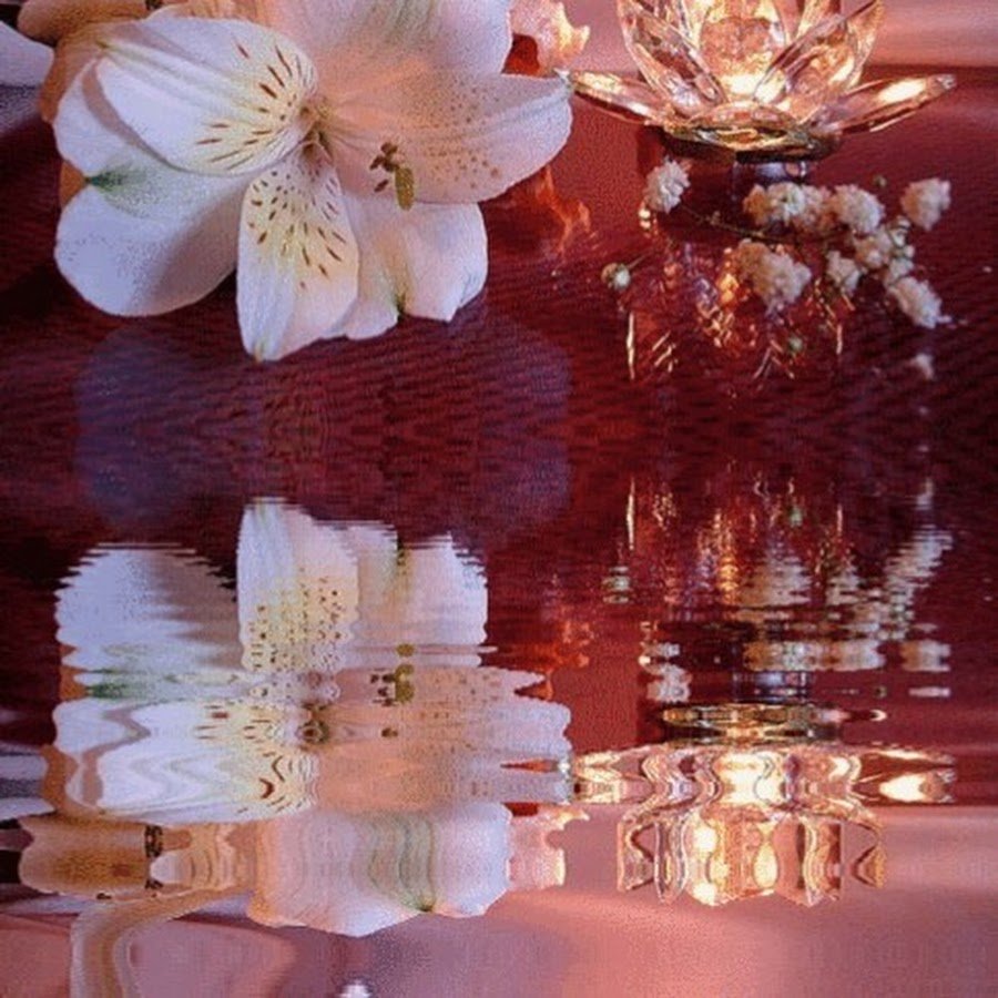 Переливающиеся вечерние цветы