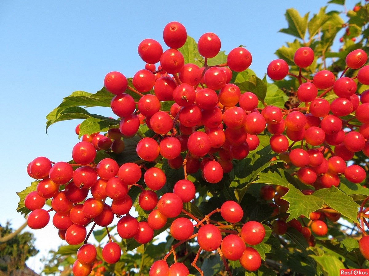 Калинка Малинка ягоды
