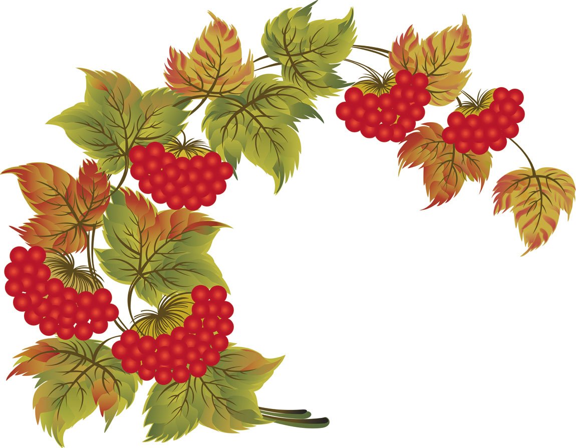 Калина рисунок