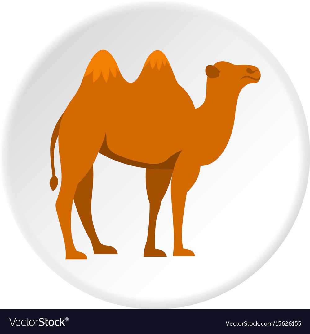 Верблюд одногорбый вектор