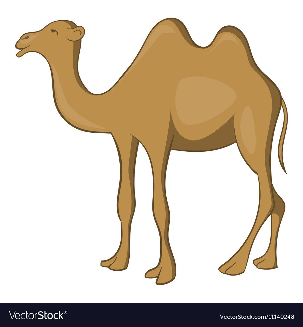 Верблюд вид сбоку