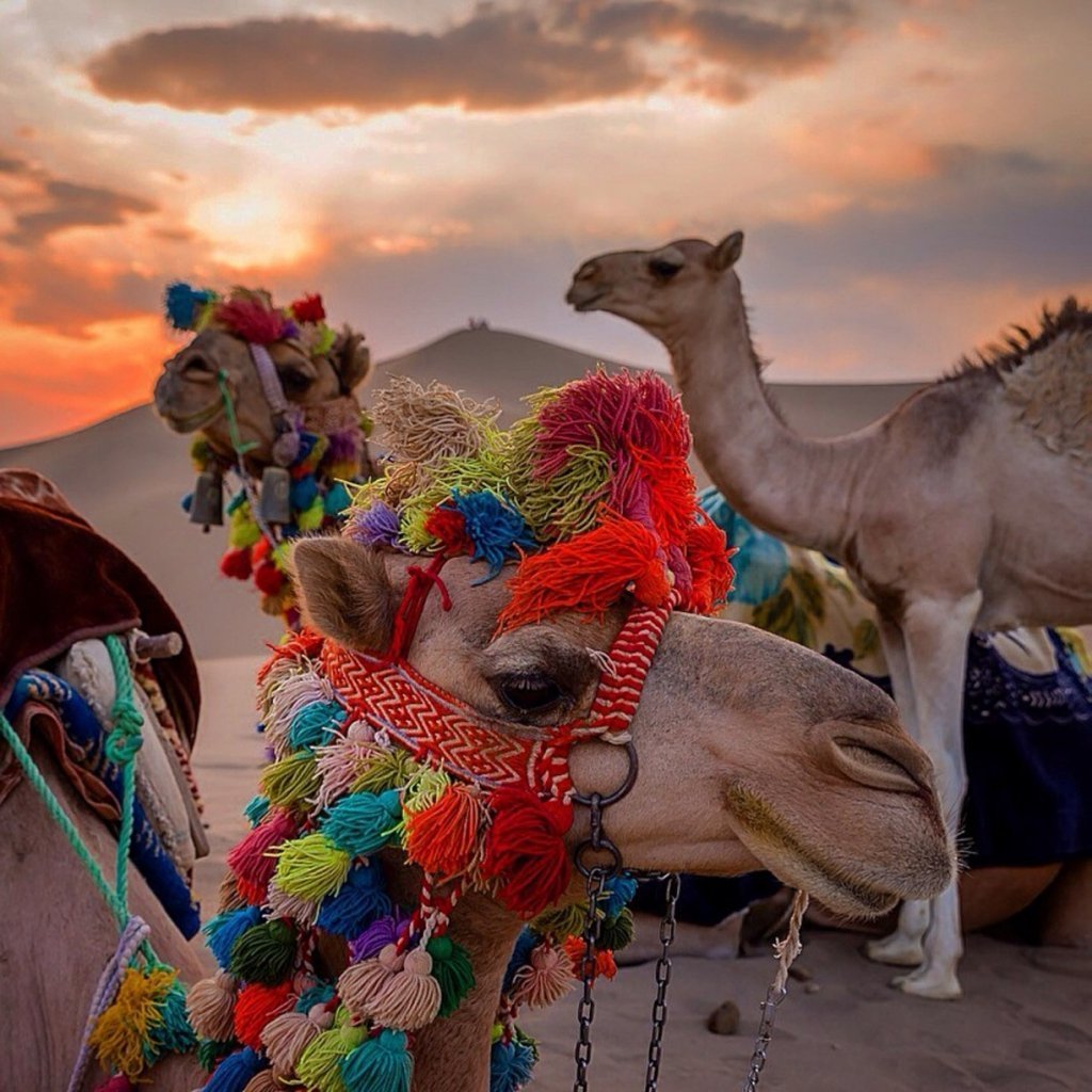 Логотип сумасшедший верблюд
