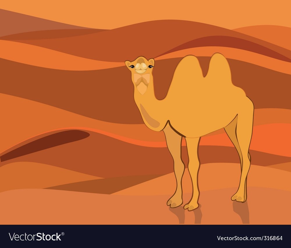 Верблюд на белом фоне