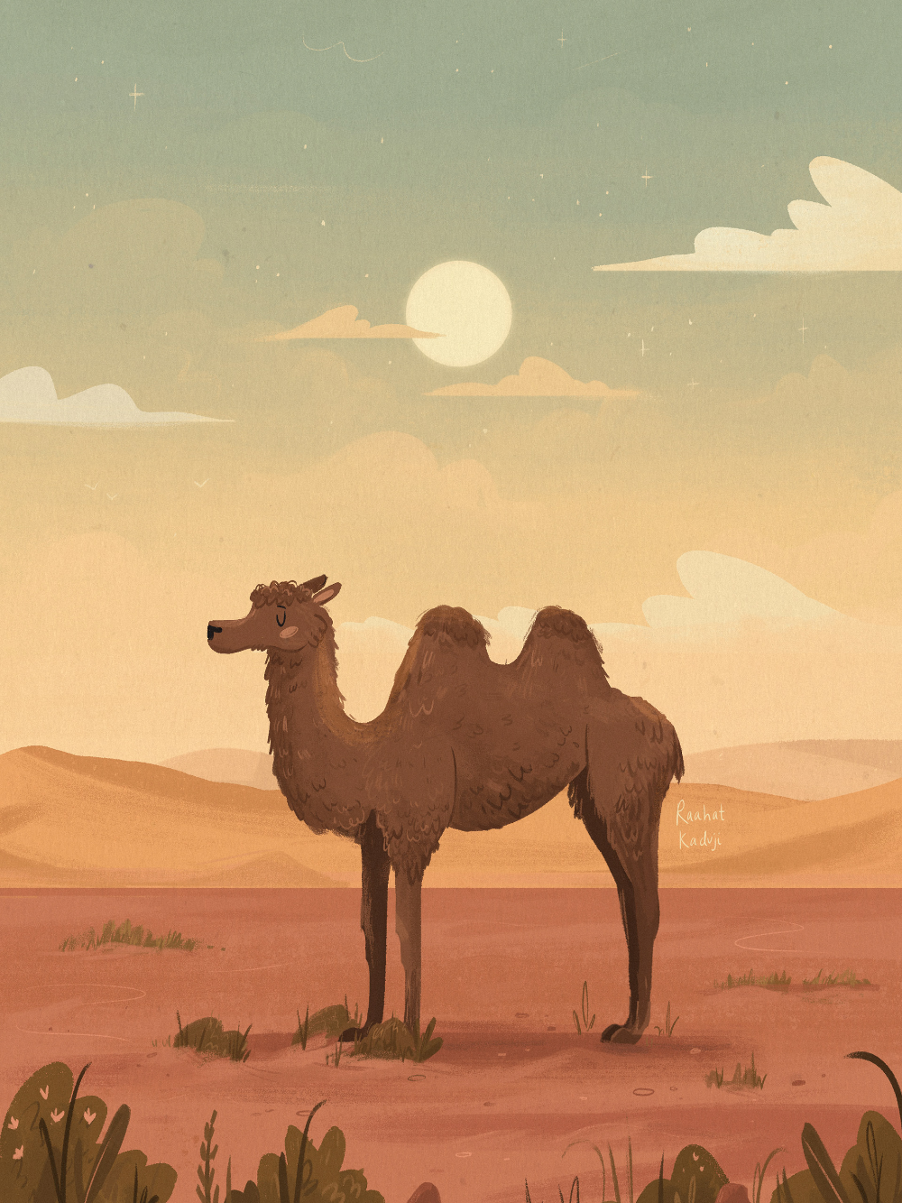 Марокко Верблюды