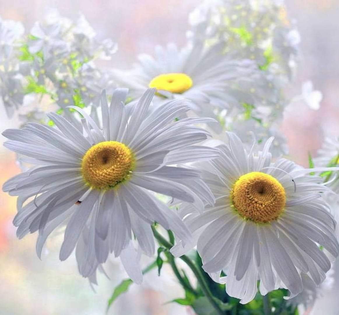 Кофе цветы Минимализм