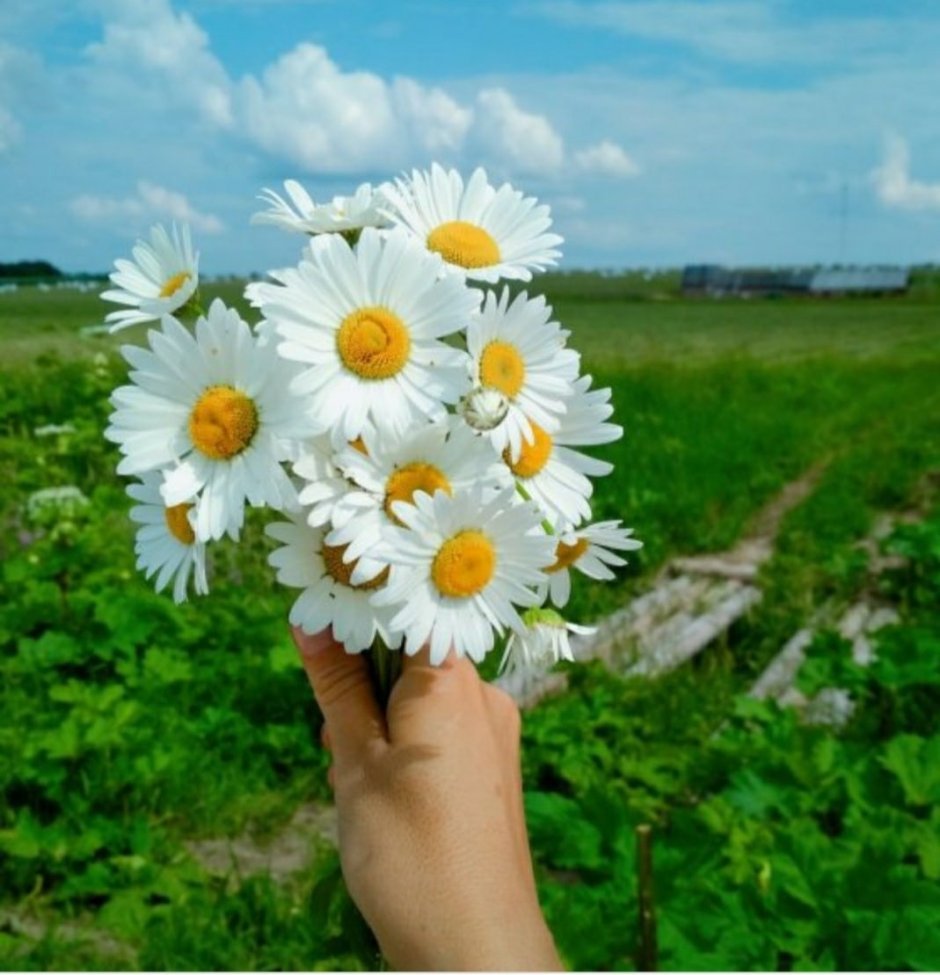 Букет ромашек для настроения