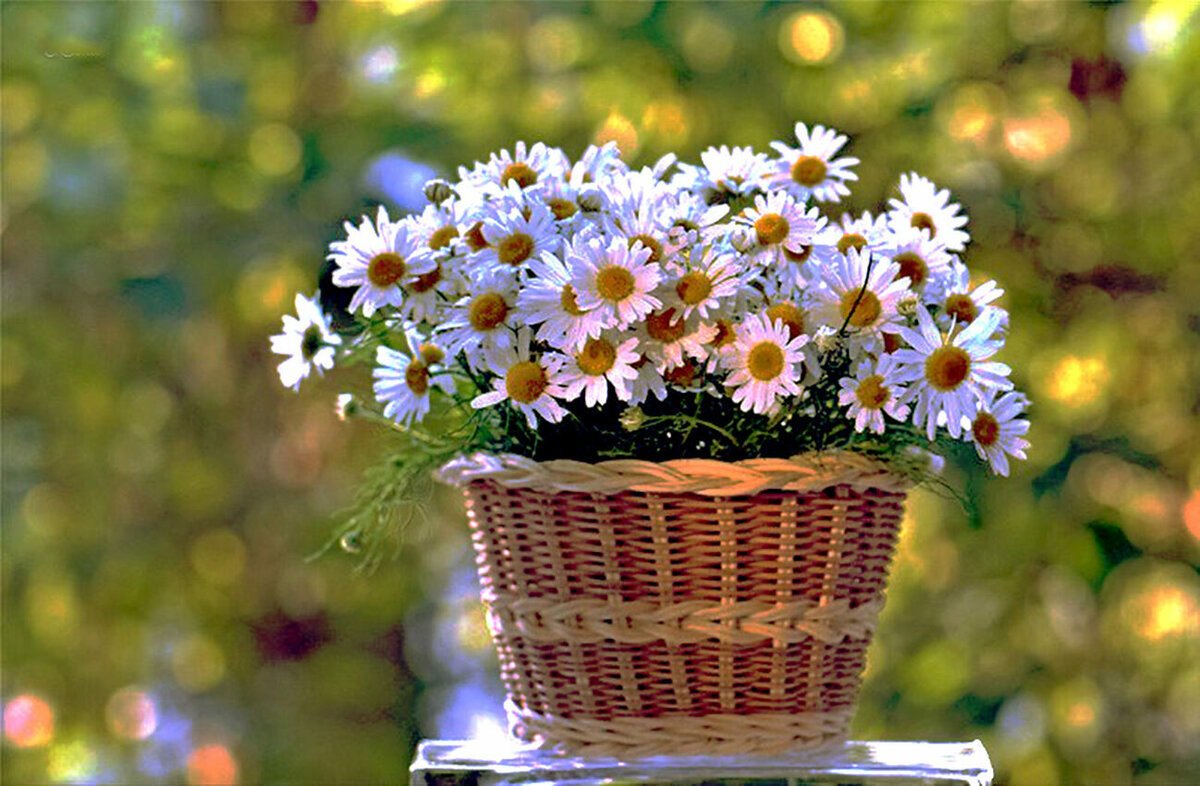 Добрые пожелания с ромашками