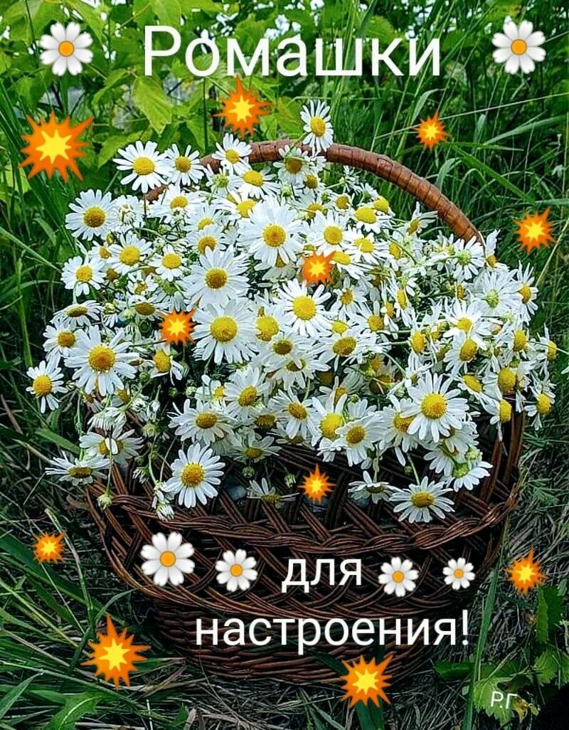 Букеты ромашек с пожеланиями