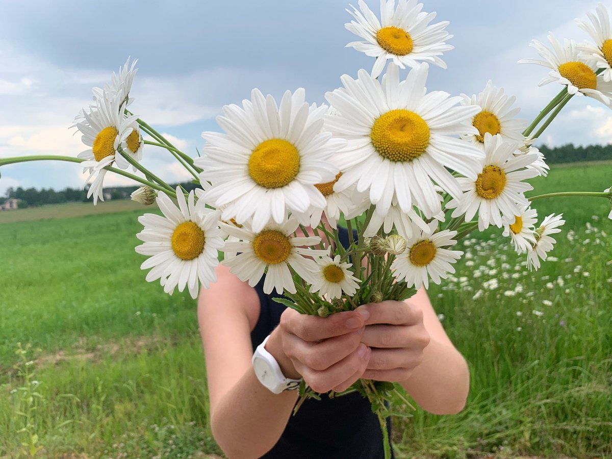 Дарит букет ромашек