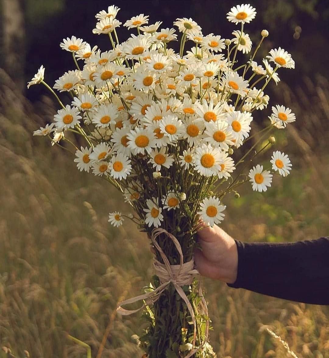 Букет ромашек