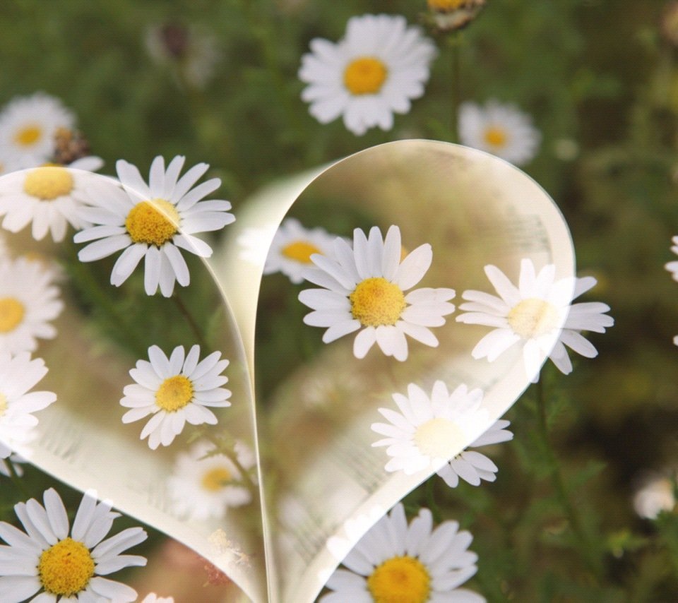 Ромашка Амелия