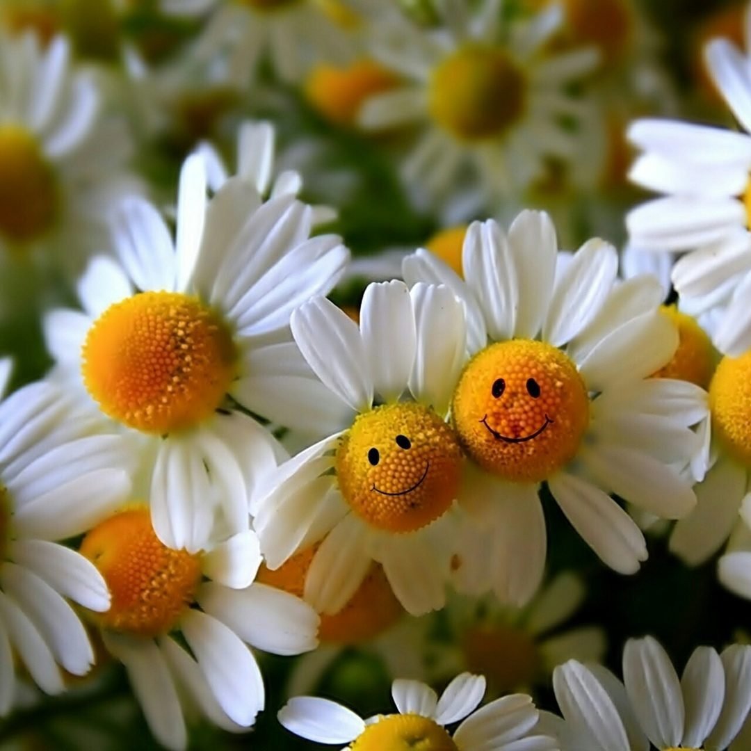 Ромашка для детей