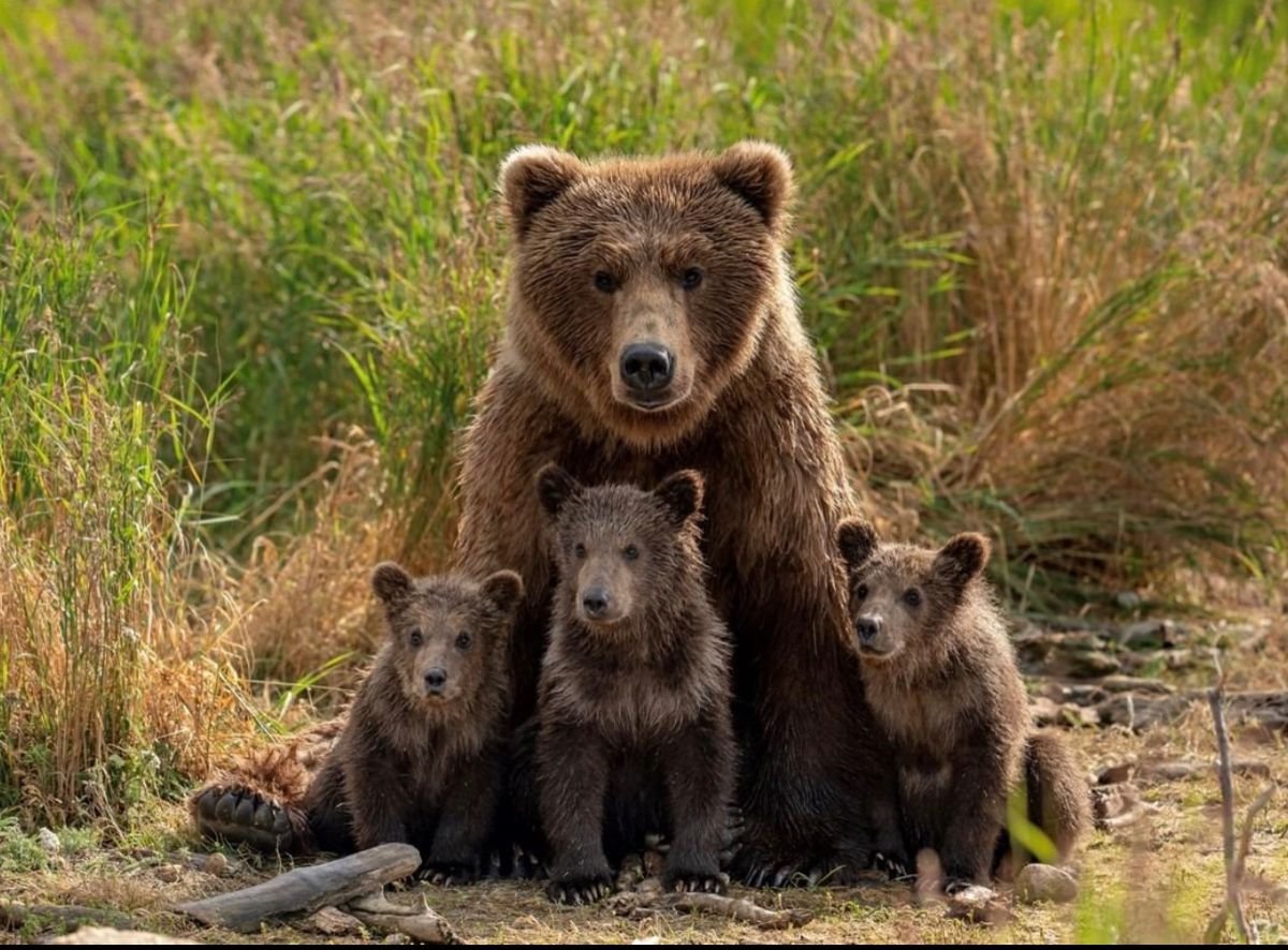 Бурая Медведица с медвежатами