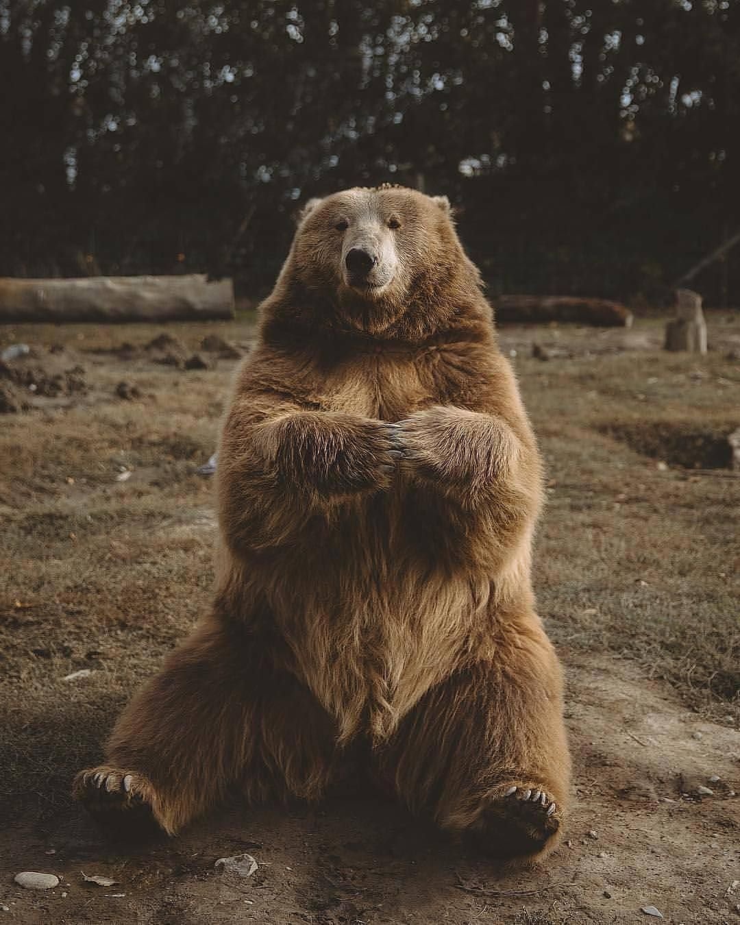 Бурый медведь Михайло Потапыч