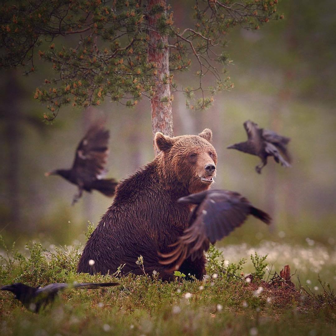Бурый медведь хозяин тайги