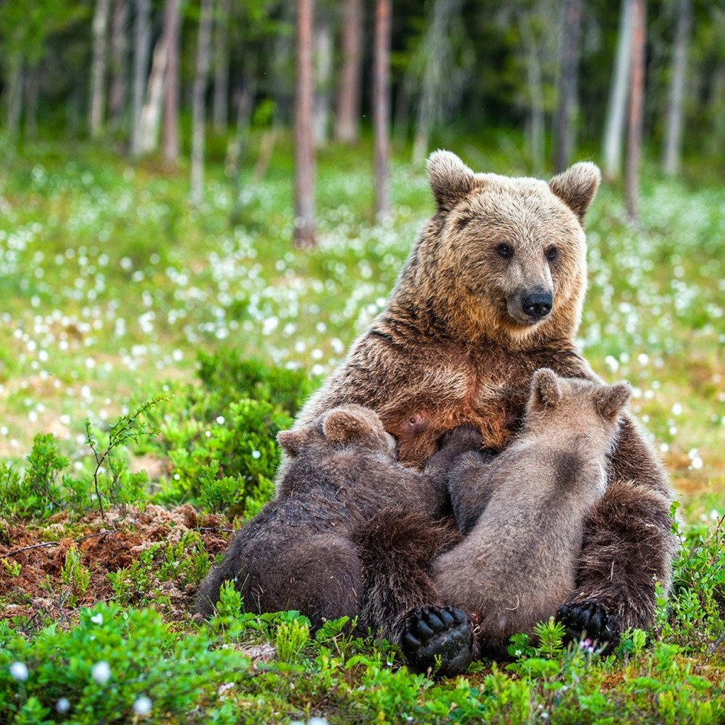 Бурый медведь Республики Коми