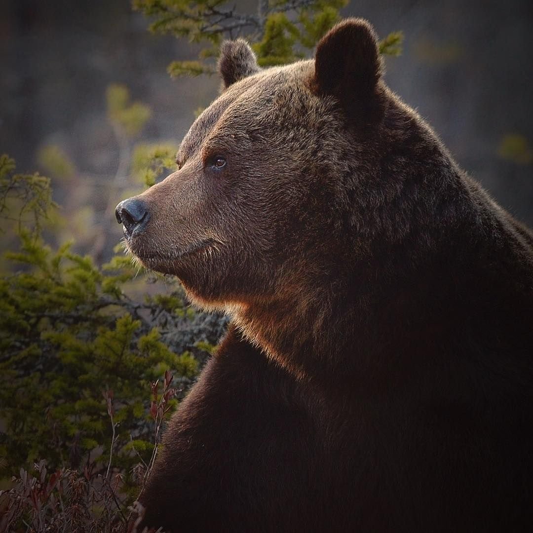 Медведь на аву