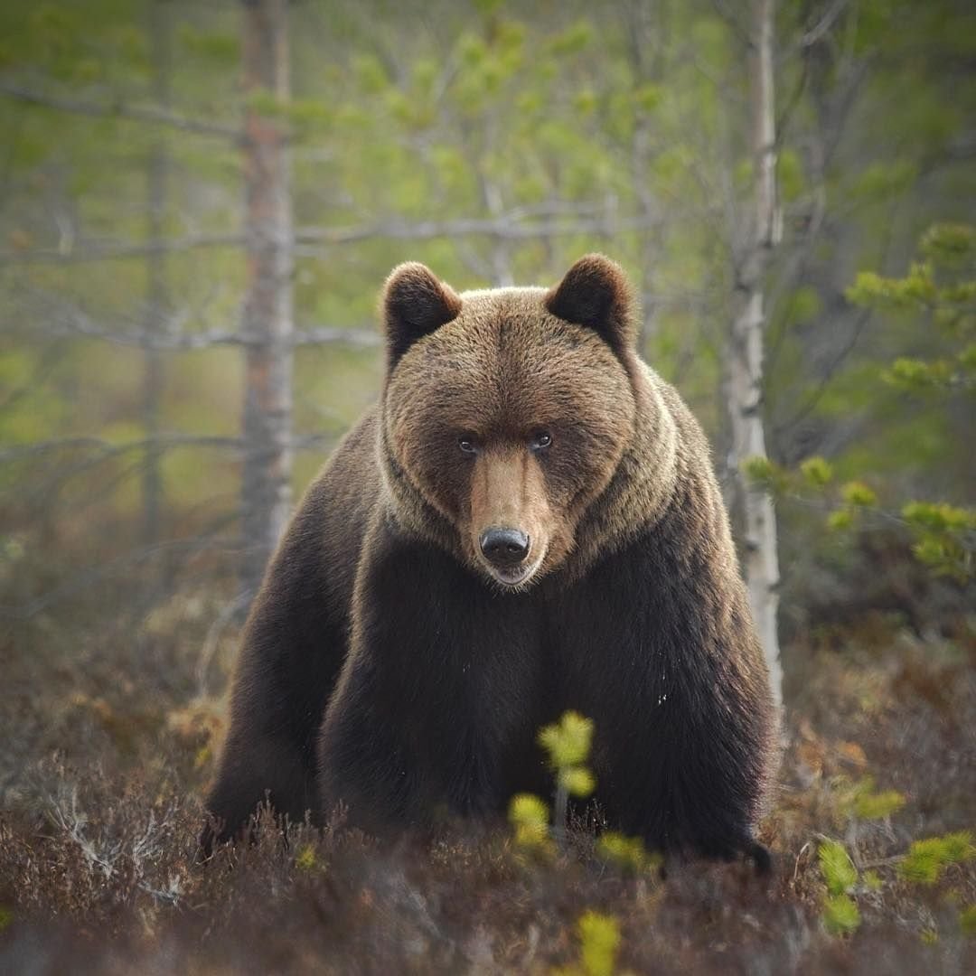 Бурый медведь (Ursus arctos)