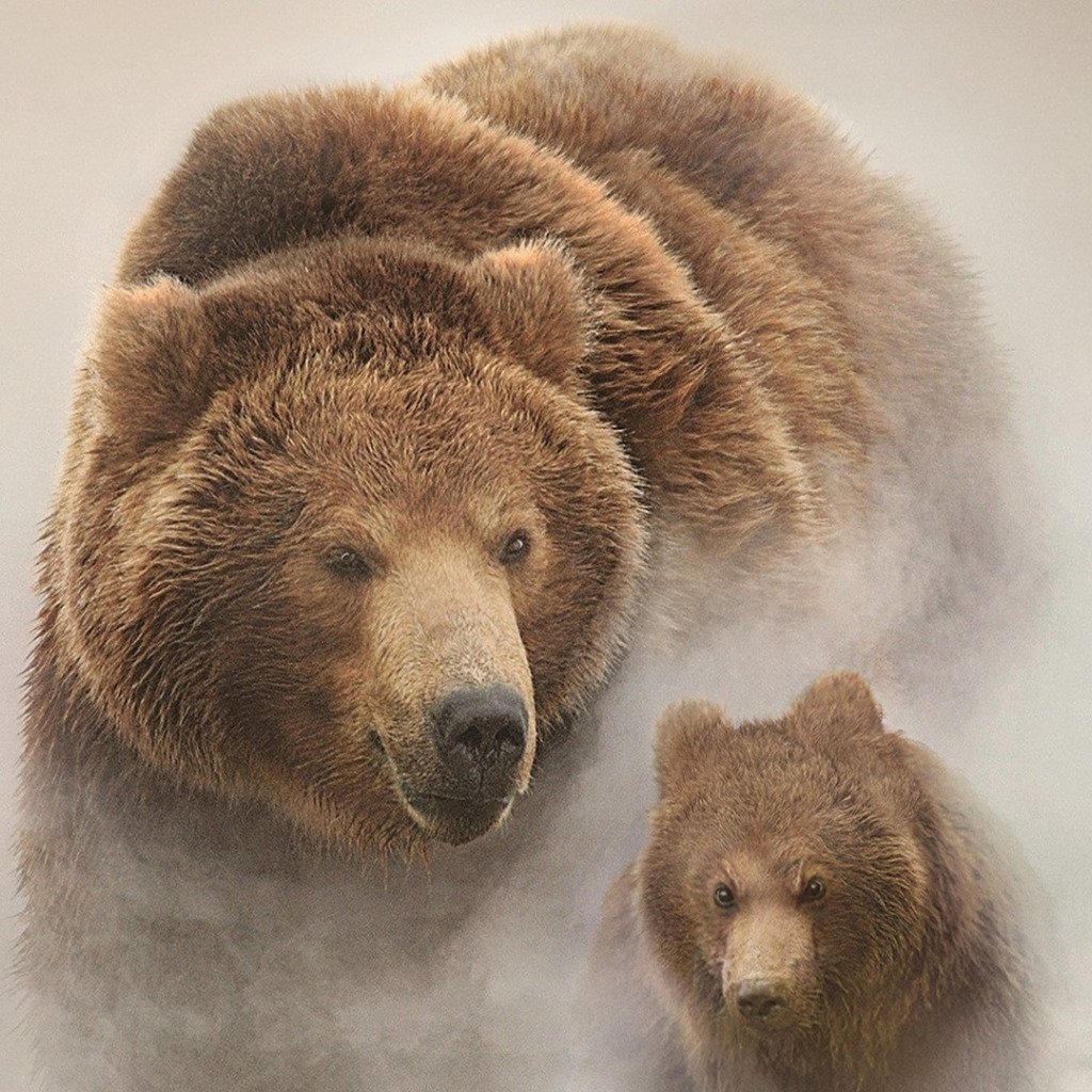 Бурый медведь Эстетика