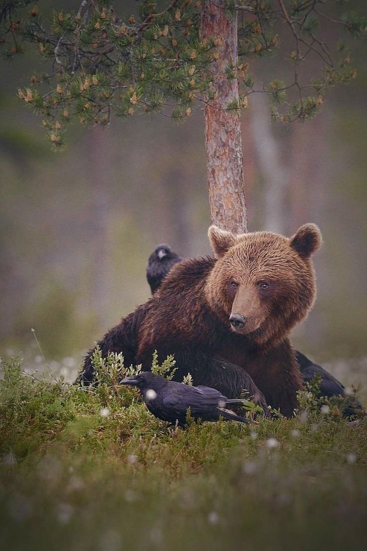 Бурый медведь