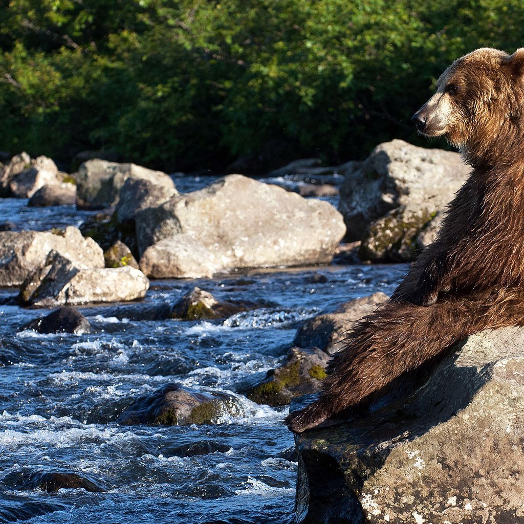 Медведь обнимает девушку