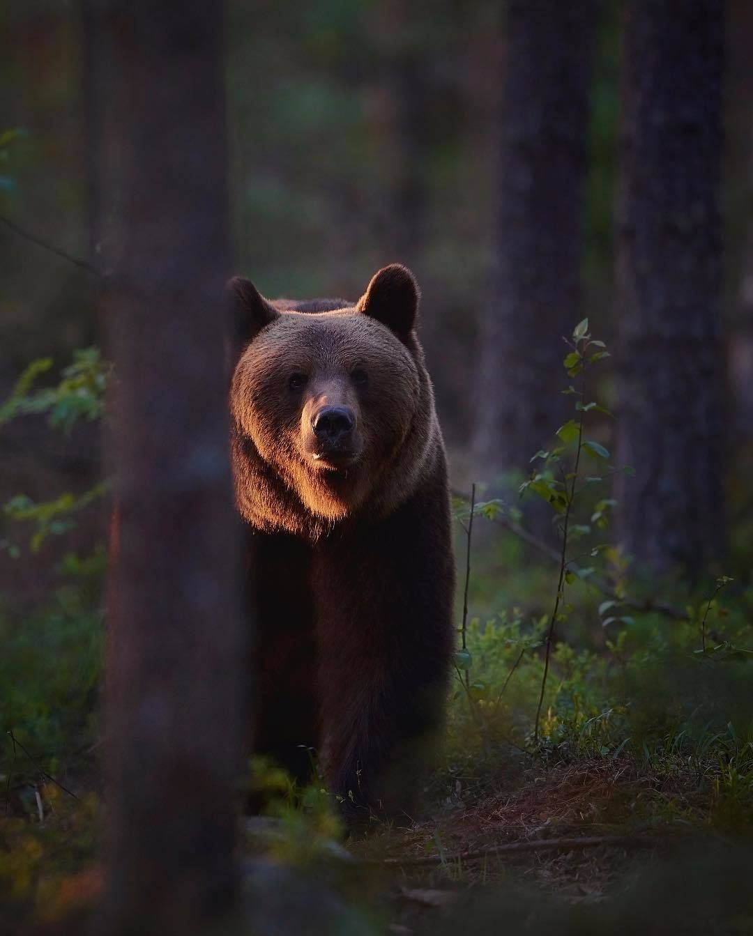 Медведь Гризли