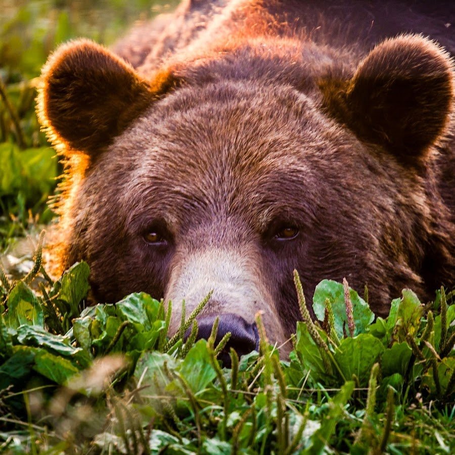 Привет медведь