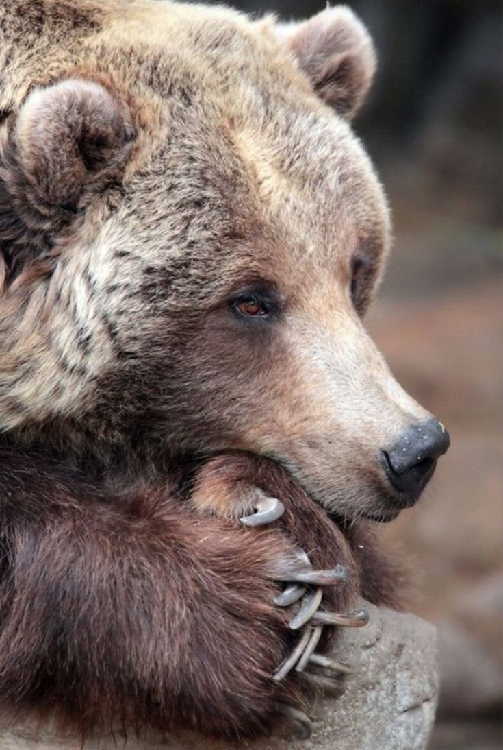 Медведица кормит медвежат молоком