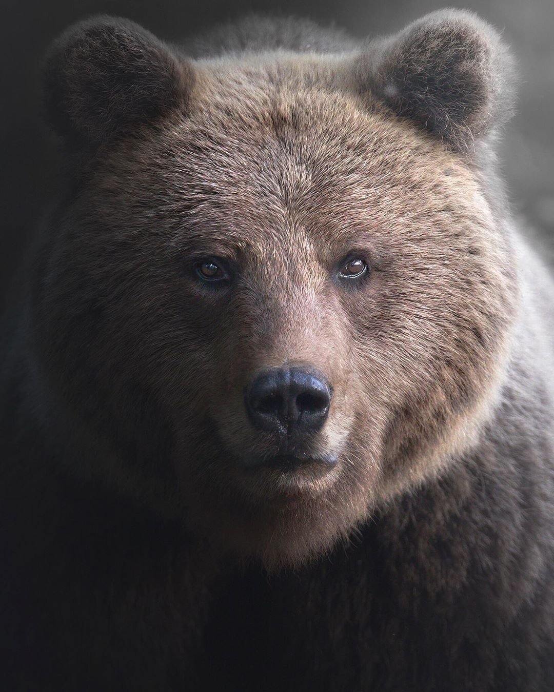 Медведь портрет