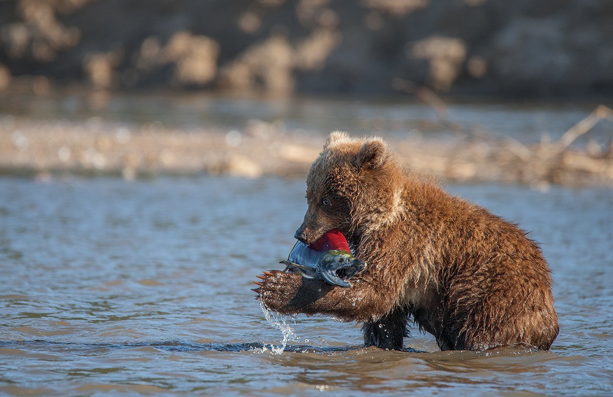 Бурый медведь обыкновенный.