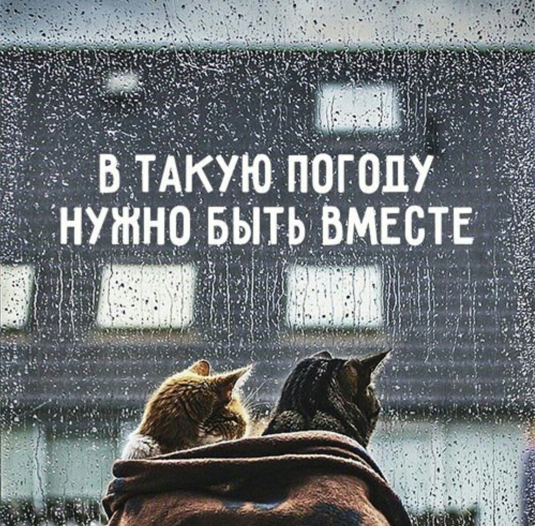 С утрой синий кот