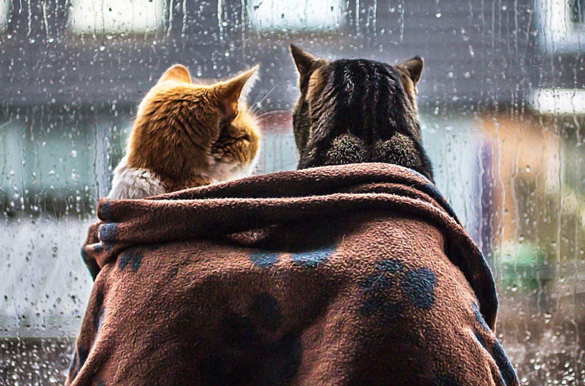 Шутки про дождь