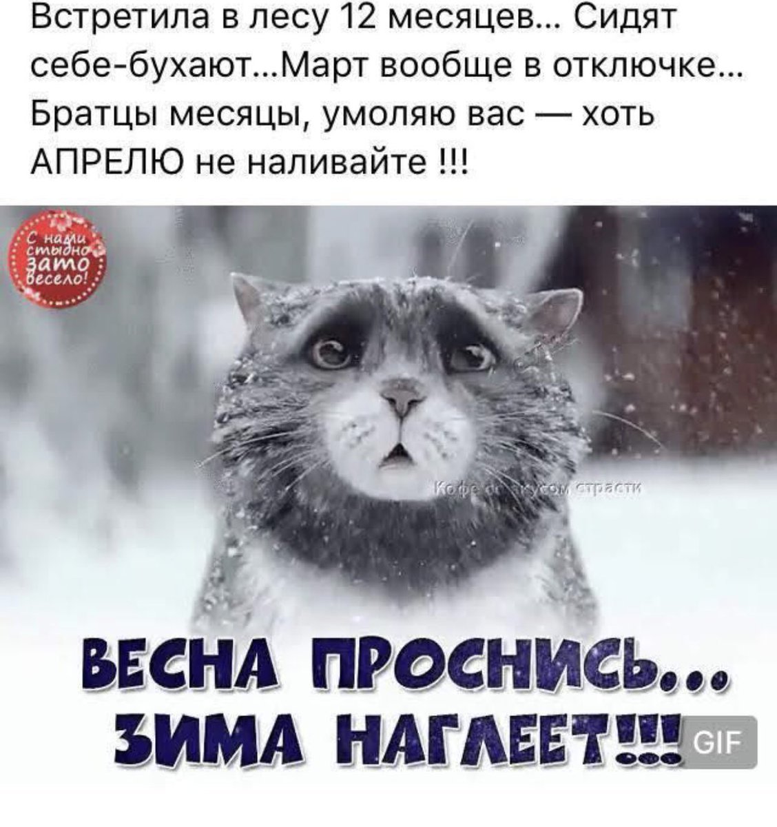 Котик в пледе на окне