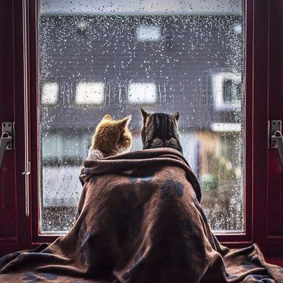 Приколы про дождливую погоду в картинках