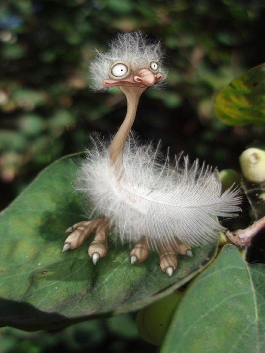 Птица чудо в перьях