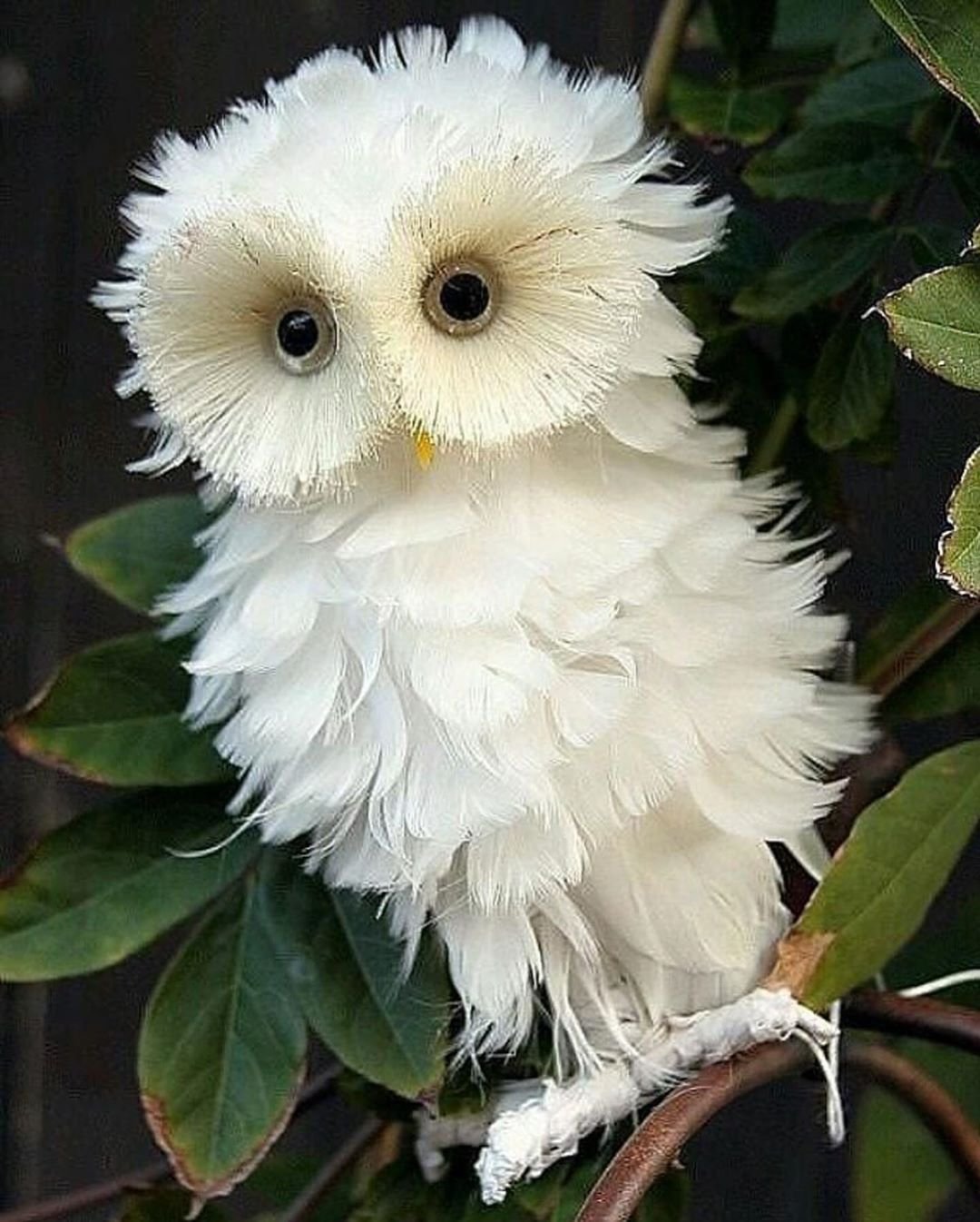 Птичка из перьев