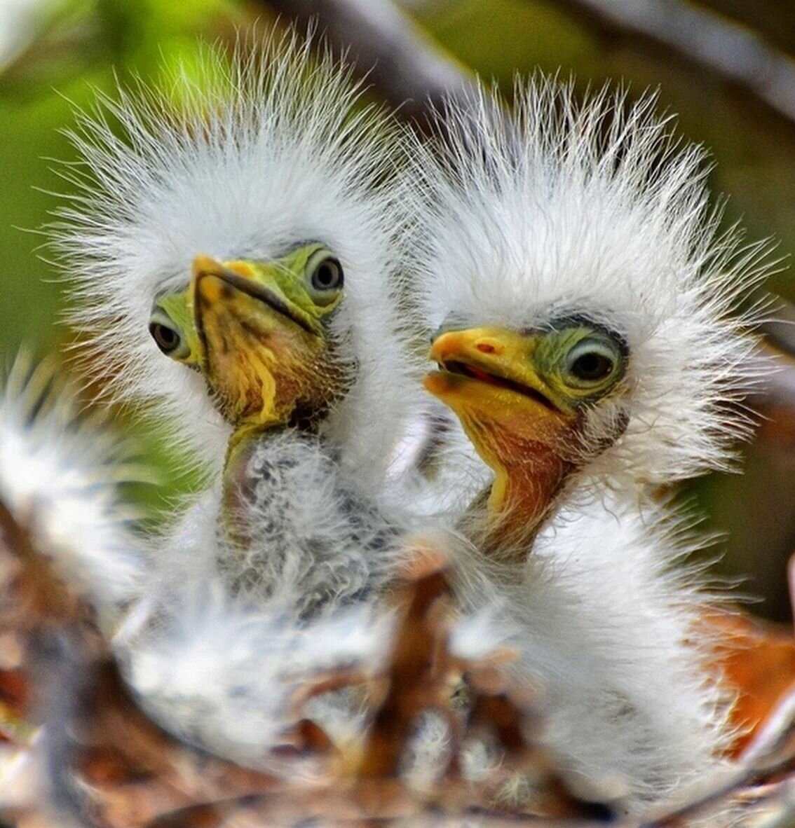 Чудо в перьях