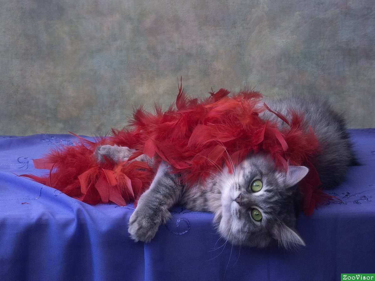 Облезлый ворон