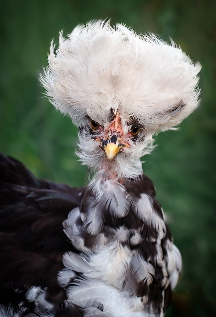 Чудо в перьях