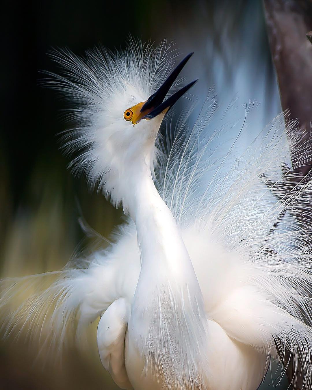 Интересные перья