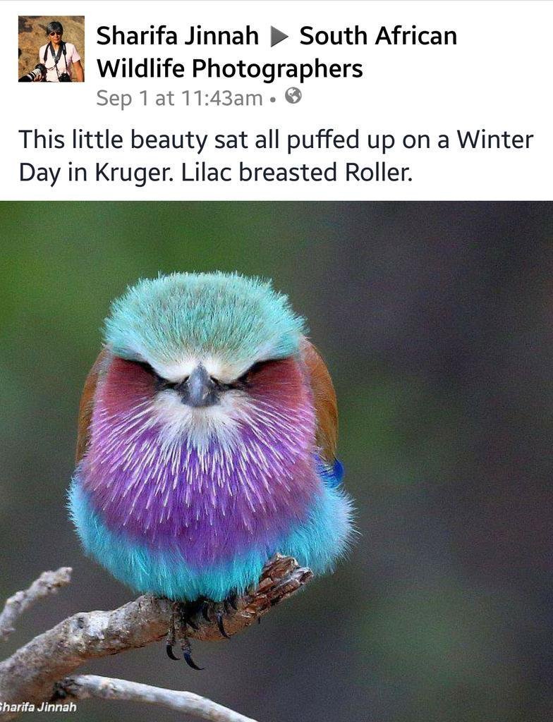 Чудо в перьях картинки прикольные