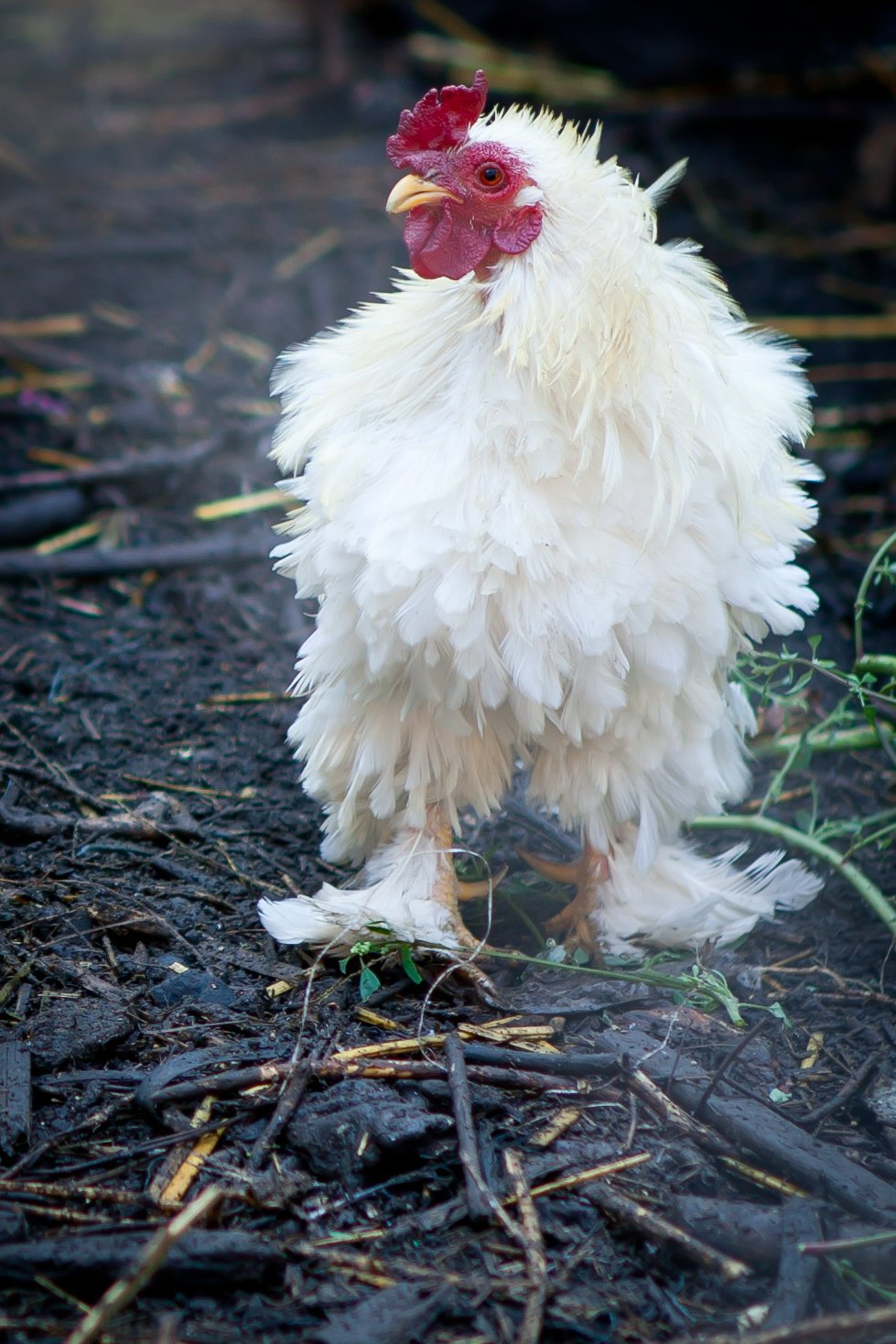 Кудрявый волнистый попугай