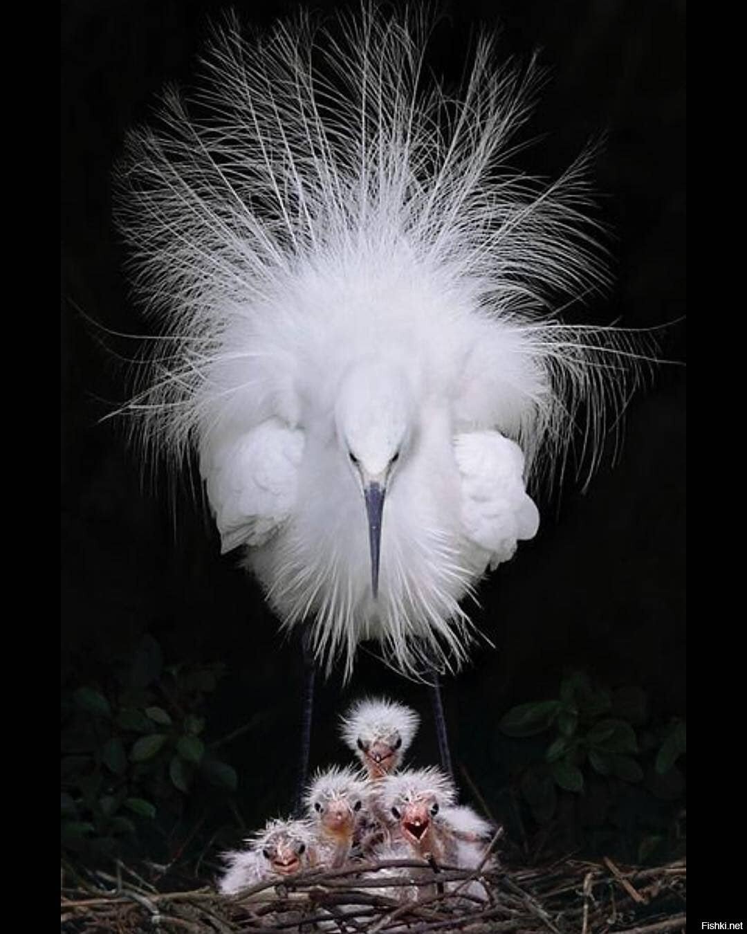 Русская хохлатая цыплята