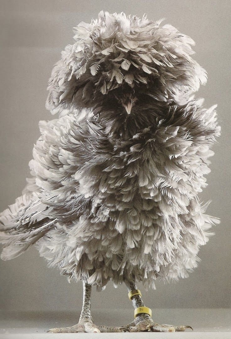 Птица счастья юмор