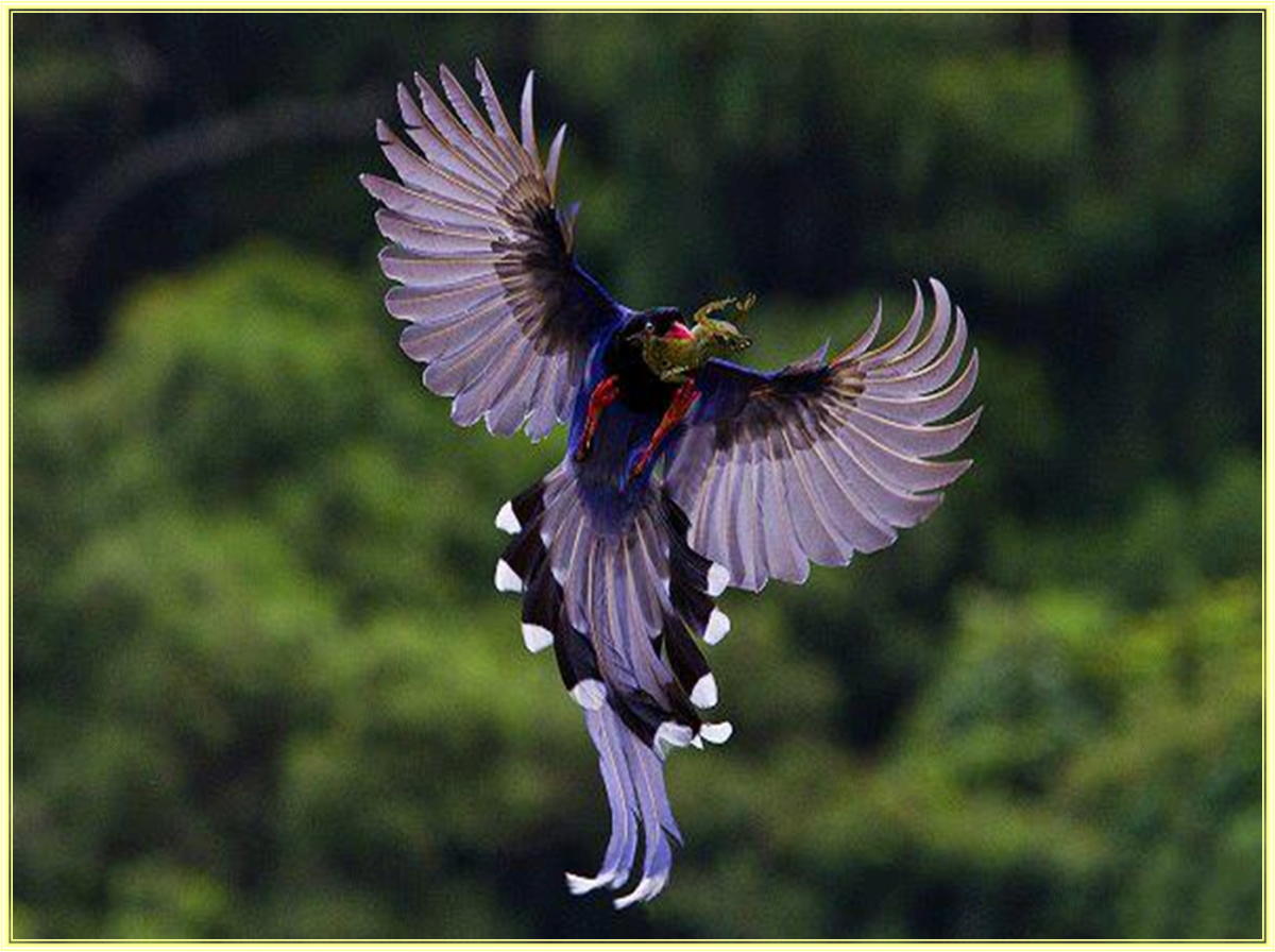 Взъерошенный птенец